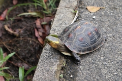 Cuora flavomarginata