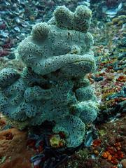 Botrylloides magnicoecus