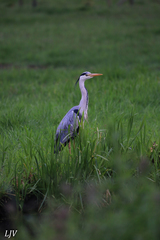 Ardea cinerea