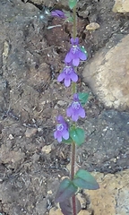 Sairocarpus nuttallianus