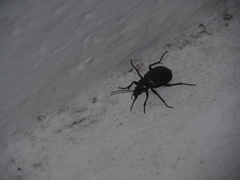 Calosoma granatense