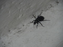 Calosoma granatense