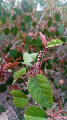Croton hildebrandtii