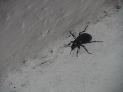 Calosoma granatense