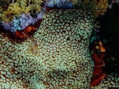 Aplidium flavolineatum