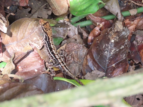 Gualaco Scaly Anole, Anolis mccraniei