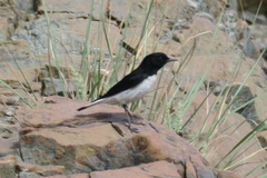 Oenanthe albonigra