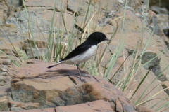 Oenanthe albonigra
