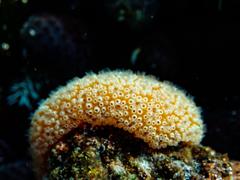 Botrylloides magnicoecus