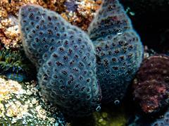 Alcyonidium nodosum