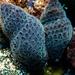Nodular Bryozoan - Photo (c) Lisa Beasley, some rights reserved (CC BY-NC), uploaded by Lisa Beasley