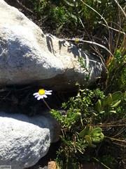 Felicia aethiopica