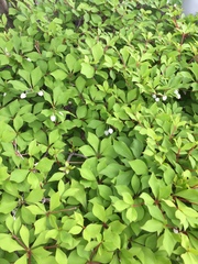 Enkianthus perulatus