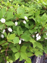 Enkianthus perulatus