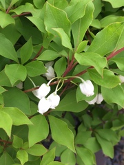 Enkianthus perulatus
