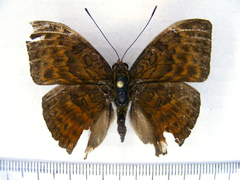 Bebearia languida
