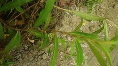 Persicaria barbata