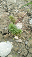 Limnophila trichophylla