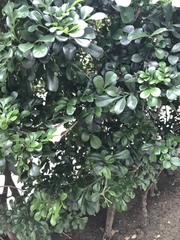 Aglaia odorata microphyllina