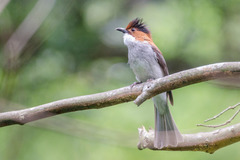 Hemixos castanonotus