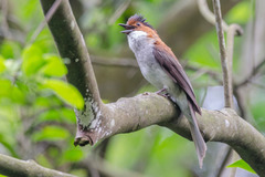 Hemixos castanonotus