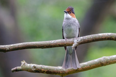 Hemixos castanonotus