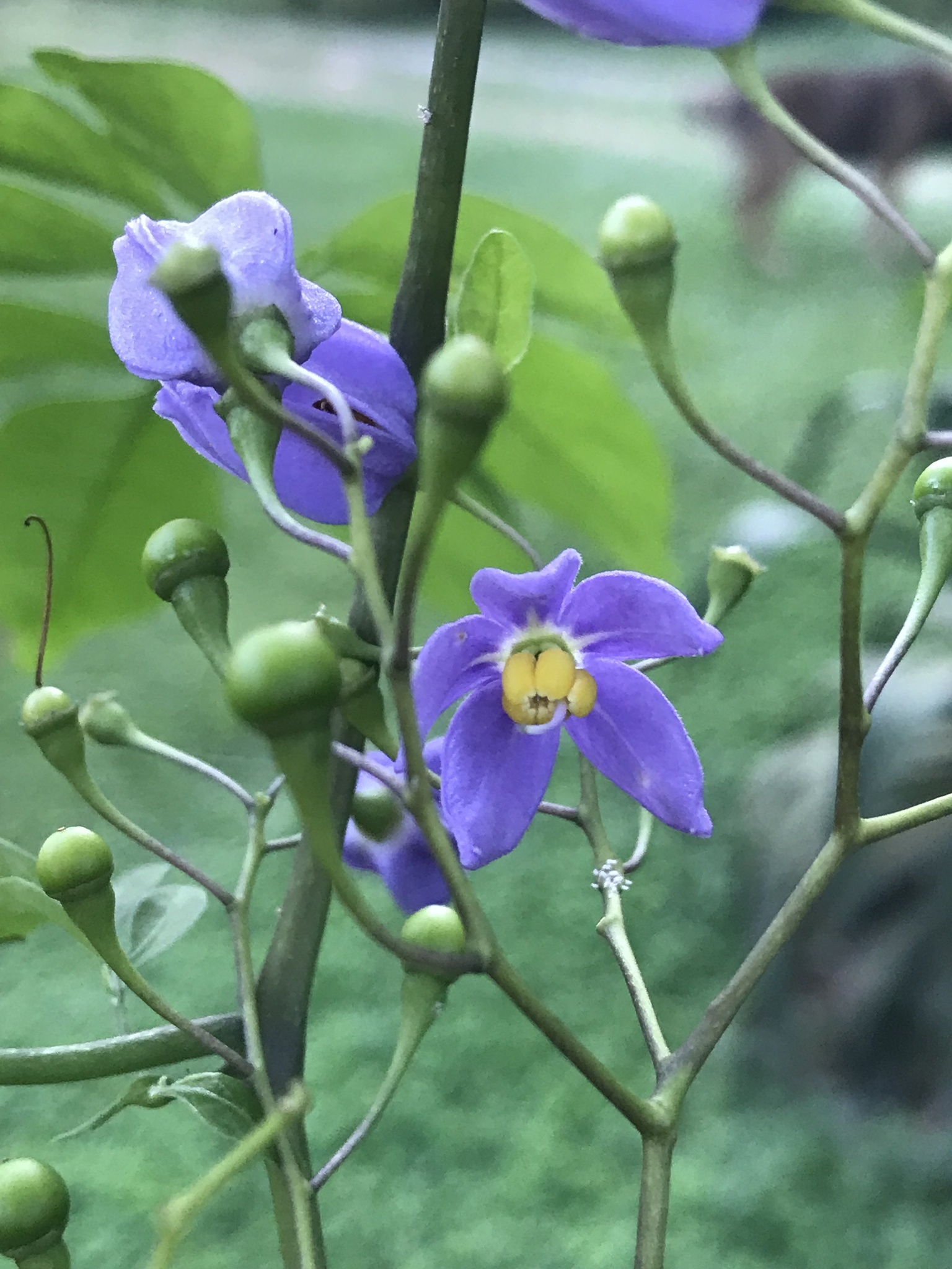 Solanum seaforthianum
