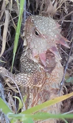 Phrynosoma blainvillii