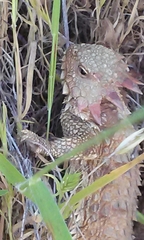 Phrynosoma blainvillii