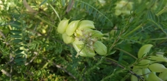 Astragalus pomonensis