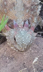 Phrynosoma blainvillii