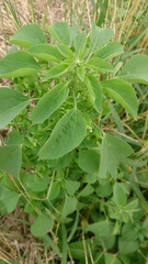 Acalypha indica indica