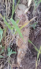 Phrynosoma blainvillii