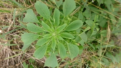 Acalypha indica indica