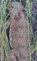 Phrynosoma blainvillii