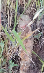 Phrynosoma blainvillii