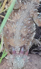 Phrynosoma blainvillii