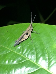 Xiphiola cyanoptera