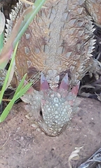 Phrynosoma blainvillii