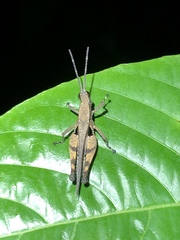 Xiphiola cyanoptera