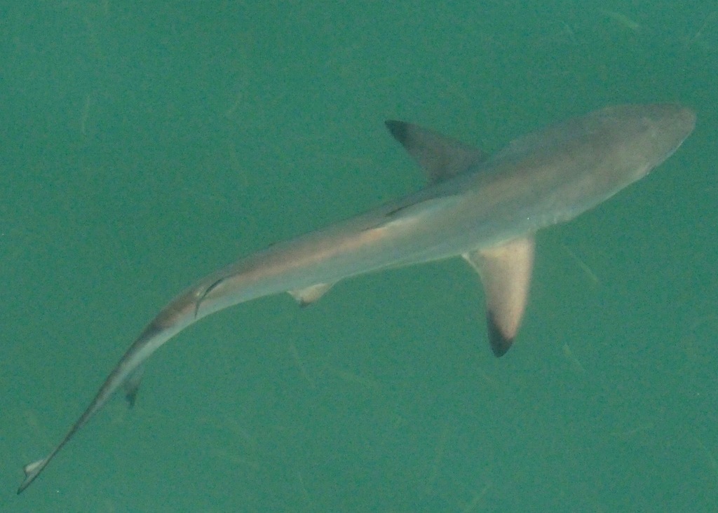 Blacktip shark swimming in green water in the Galápagos