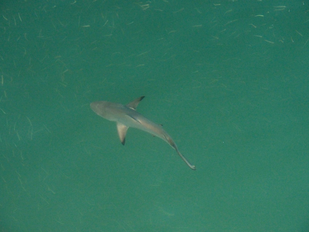 Blacktip shark cruising in calm Galápagos shallows