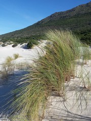 Thinopyrum distichum