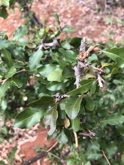 Ochna inermis