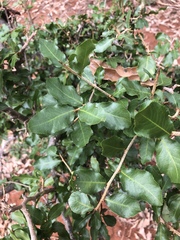 Ochna inermis