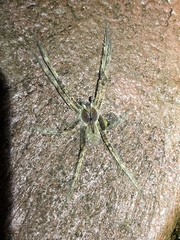 Phoneutria boliviensis