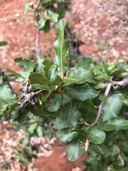 Ochna inermis