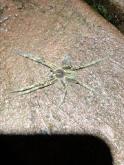 Phoneutria boliviensis