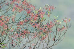 Machilus chekiangensis