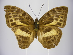 Bebearia languida
